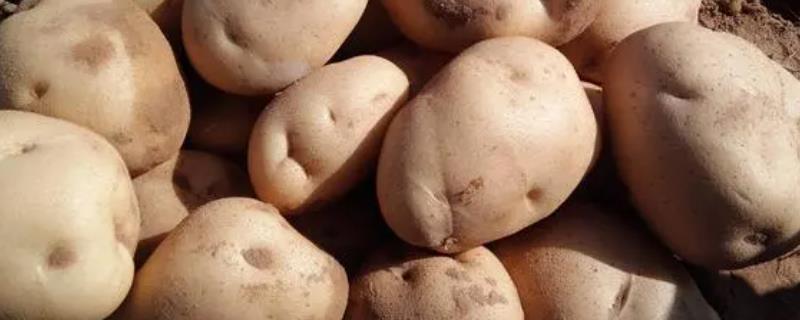 土豆有哪些病虫害，常见的有软腐病、干腐病、晚疫病等