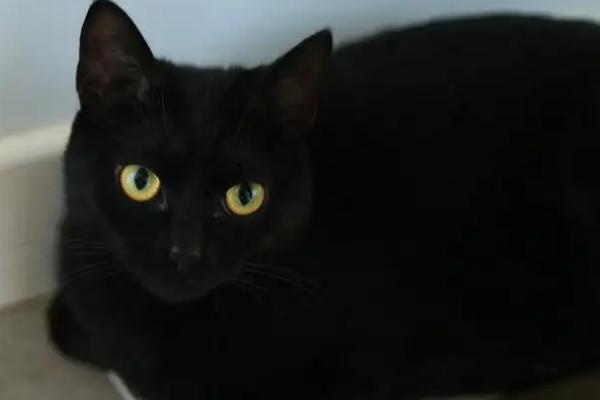 纯黑的猫咪品种，有蒂凡尼猫、曼德勒猫、中华田园猫等