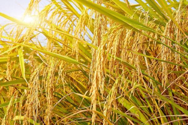 喜两优丝苗水稻种子介绍，秧田亩播种量12千克