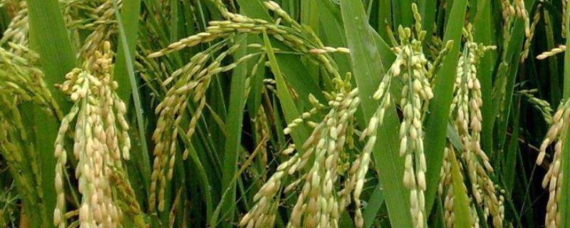 美香两优晶丝水稻品种简介，适宜播种期为6月18－24日