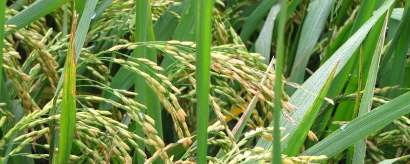 中两优凡9水稻种子介绍，全生育期117.1天