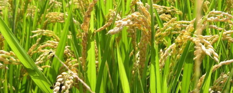 盛泰优997水稻品种的特性，籼型三系杂交水稻品种