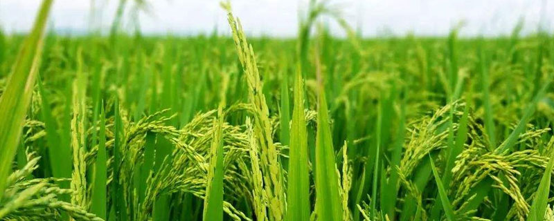 泰优9516水稻品种简介，每亩有效穗数16.3万穗