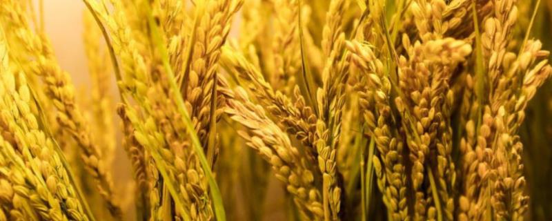 邦两优雅丝香水稻种子介绍，秧田每亩播种量10－12千克
