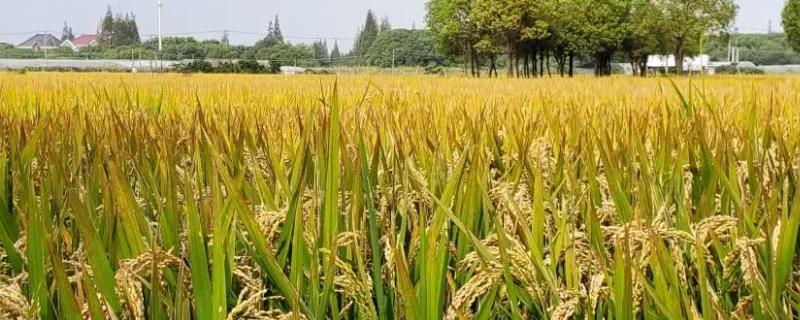 广8优3341水稻品种简介，籼型三系杂交水稻品种
