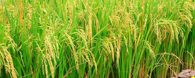 徽两优1133水稻品种简介，籼型两系杂交水稻品种