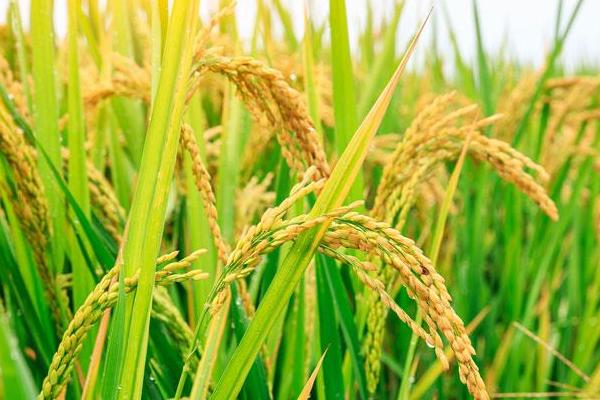 徽两优815水稻品种简介，每亩肥料用量为纯氮10千克