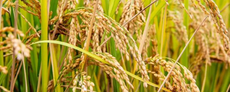 徽两优815水稻品种简介，每亩肥料用量为纯氮10千克