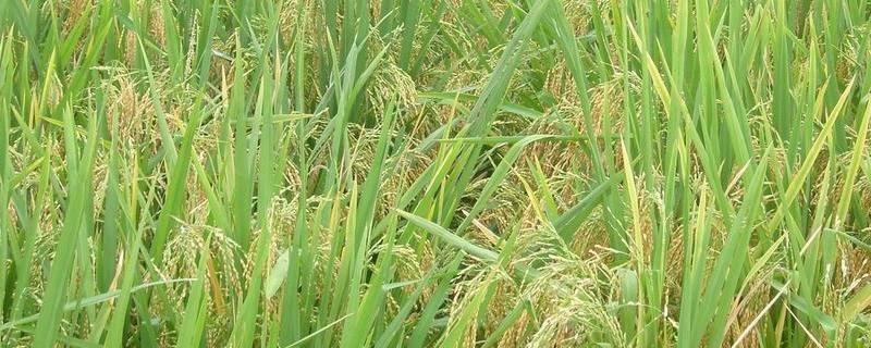 昌两优馥香占水稻品种简介，每亩有效穗数15.7万穗