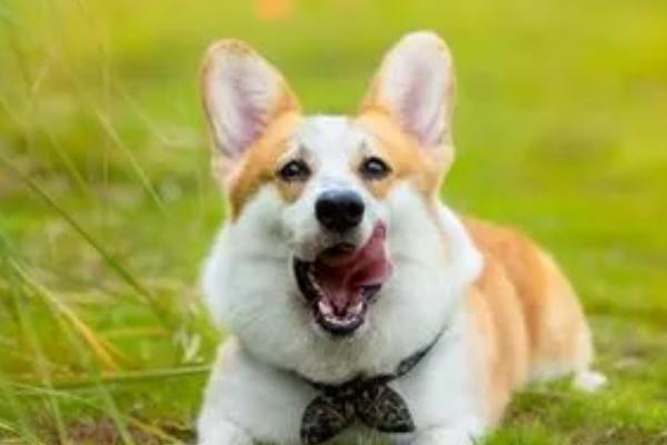 狗细小介绍，幼犬更容易被感染