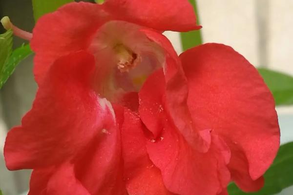 凤仙花怎么染指甲，花瓣中添加一点明矾会让颜色更红