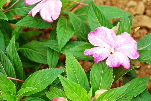 凤仙花怎么染指甲，花瓣中添加一点明矾会让颜色更红