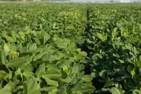 春花生的收获时间，通常为8-9月份左右