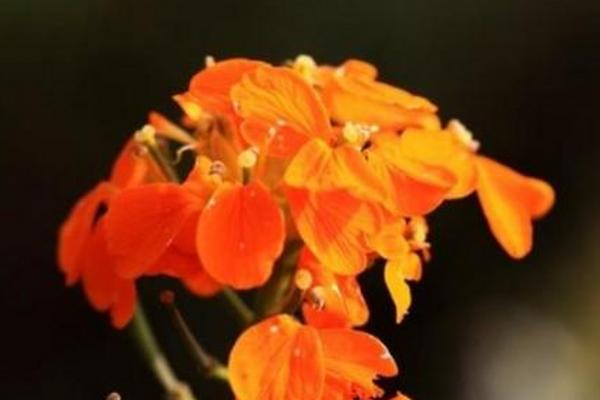 桂竹香的花期是几月，花期为4-5月份