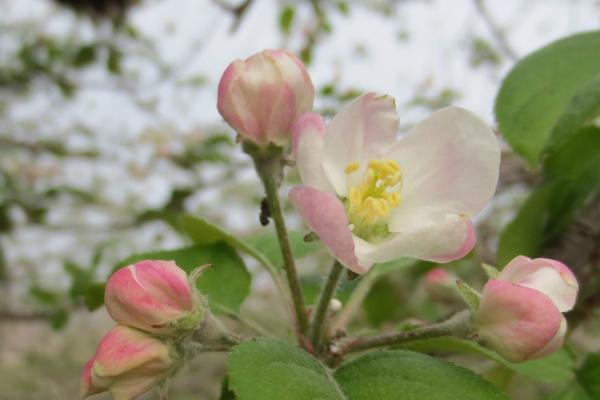 李子疏花疏果的方法，通常要疏掉三分之一的花量