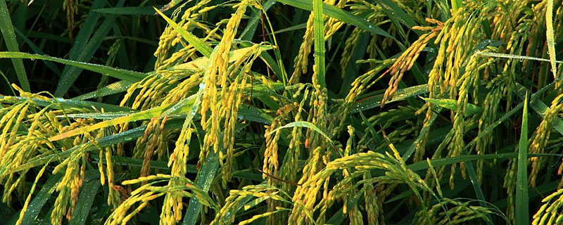 川康优4313水稻种子介绍，籼型三系杂交水稻品种