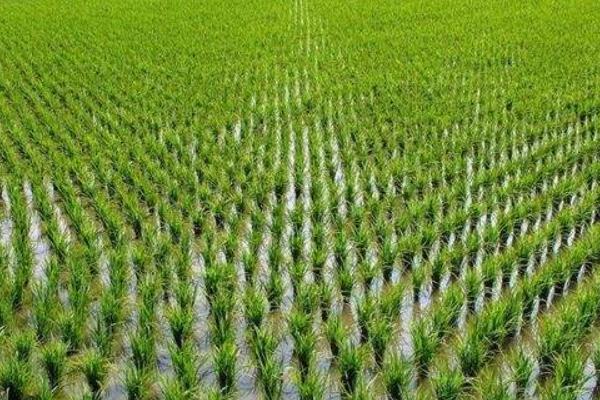 锦城优2673水稻品种简介，全生育期148.3天