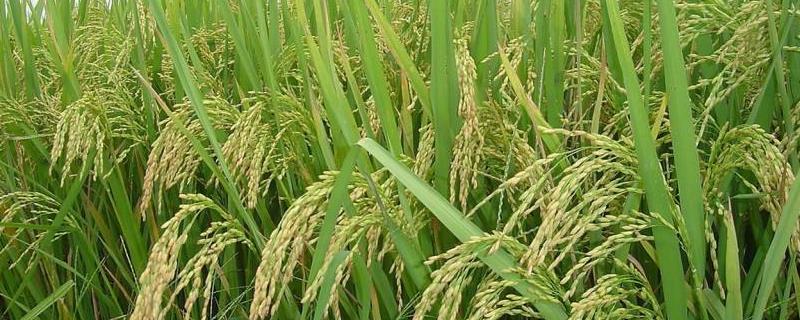 宜优727水稻种子特点，每亩有效穗数15.5万穗