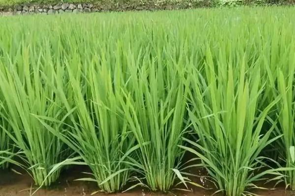 圳两优2018水稻种子特征特性，每亩栽插5万穴左右