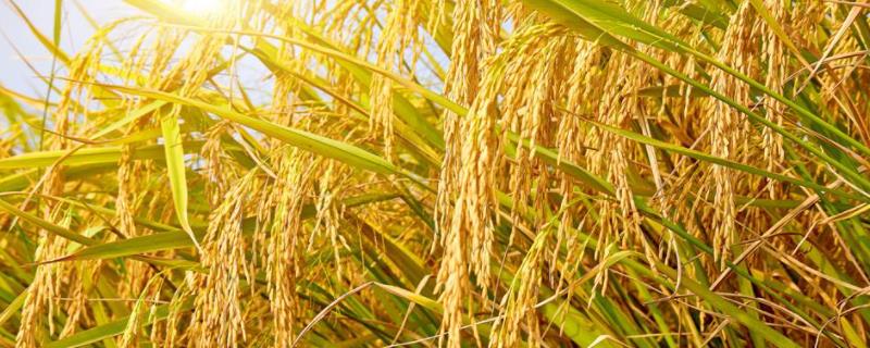 圳两优2018水稻种子特征特性，每亩栽插5万穴左右