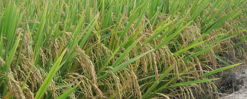 锦城优2673水稻品种简介，全生育期148.3天