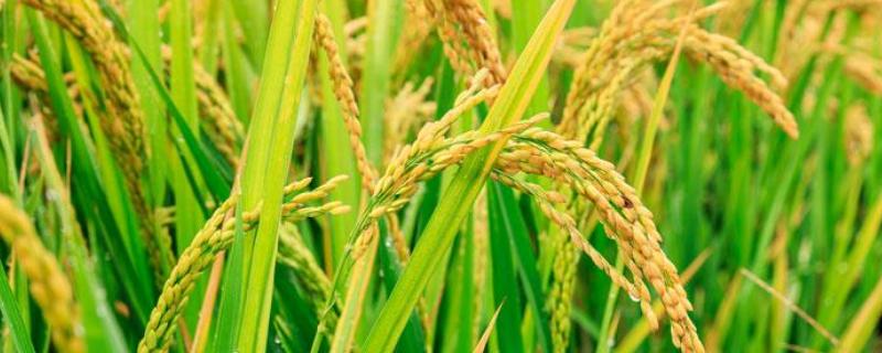 恒丰优金丝占水稻种子特点，秧田亩播种量10千克