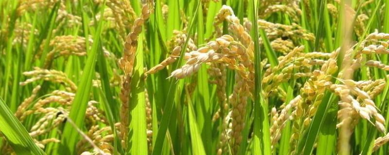晶两优5438水稻品种简介，籼型两系杂交水稻品种