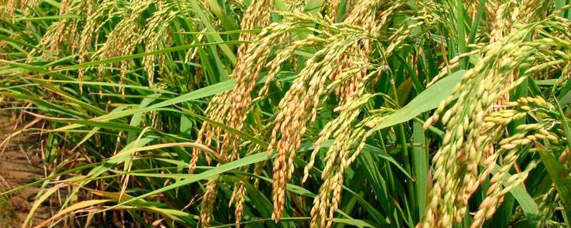 裕优163水稻种子特征特性，全生育期149.2天