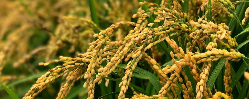 泰优068水稻种子特点，籼型三系杂交水稻品种