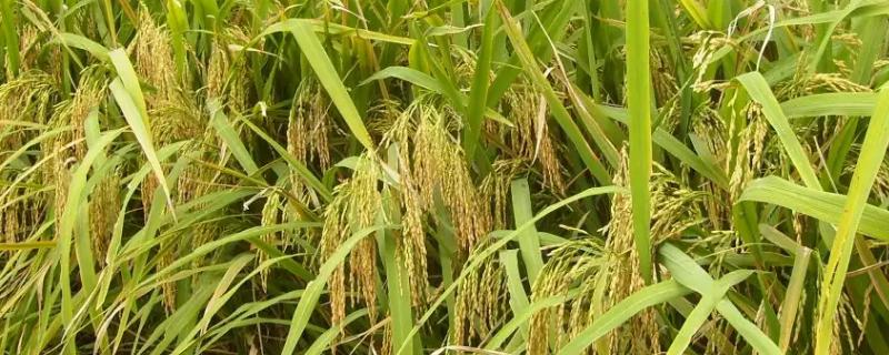 瑞优2117水稻种子特征特性，每亩有效穗数15.2万穗