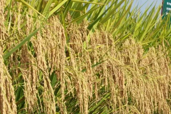 国泰香优龙晶水稻种子简介，每亩有效穗数15.6万穗