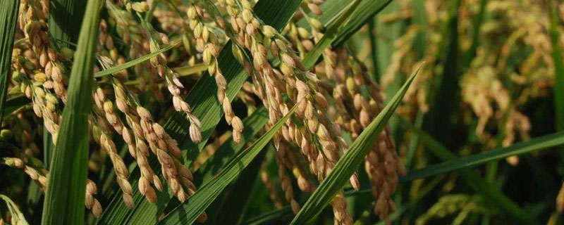 泰优3216水稻种子特征特性，每亩有效穗数15.5万穗