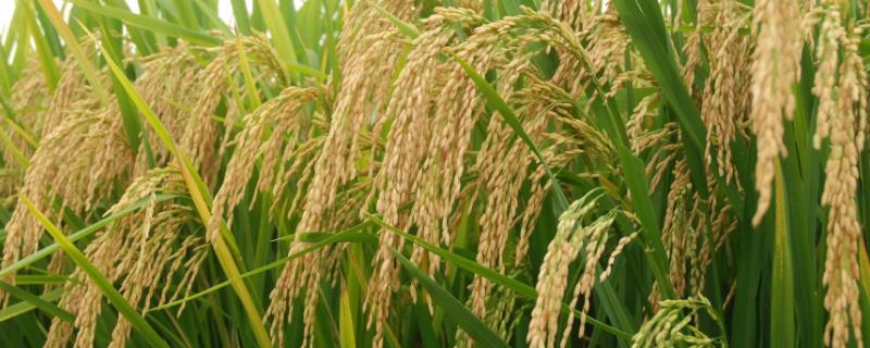 欣两优二号水稻品种简介，全生育期150.7天