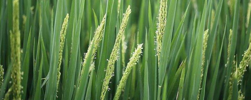 恒丰优3341水稻种子简介，每亩有效穗数16.2万穗