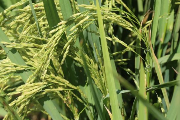 望两优1133水稻种子介绍，籼型两系杂交水稻品种