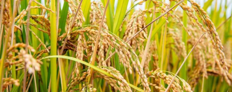 泰两优5808水稻品种简介，秧田亩播种量8－10千克