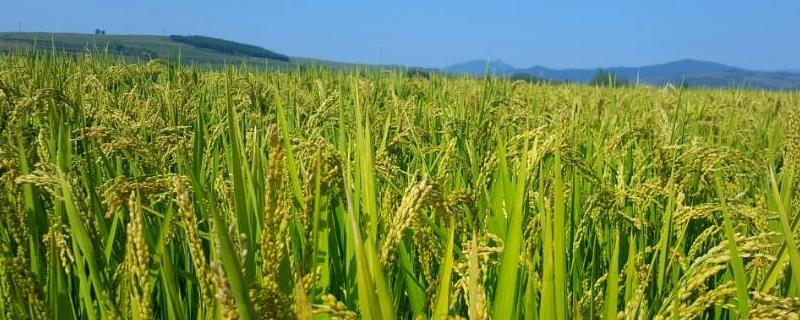 内6优2348水稻品种简介，每亩有效穗数15万穗