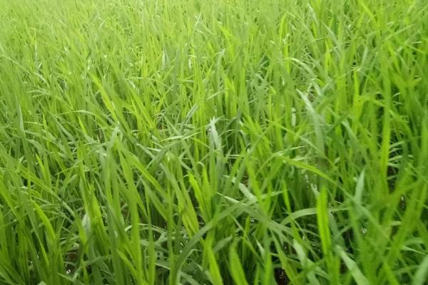 内6优2348水稻种简介，每亩有效穗数15万穗