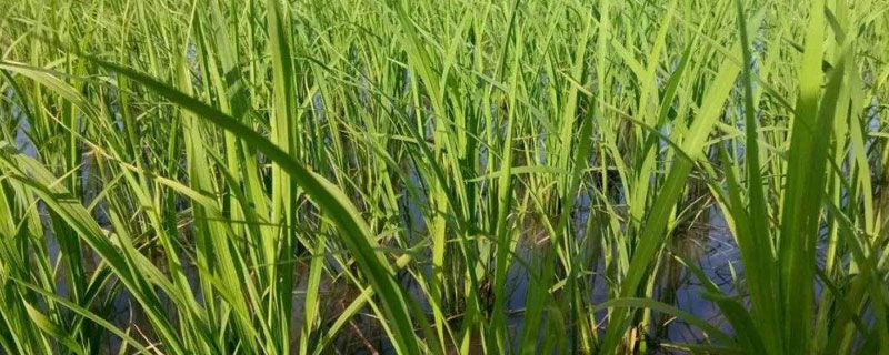 荃9优535水稻种子介绍，每亩大田用种量1.5－2.0千克