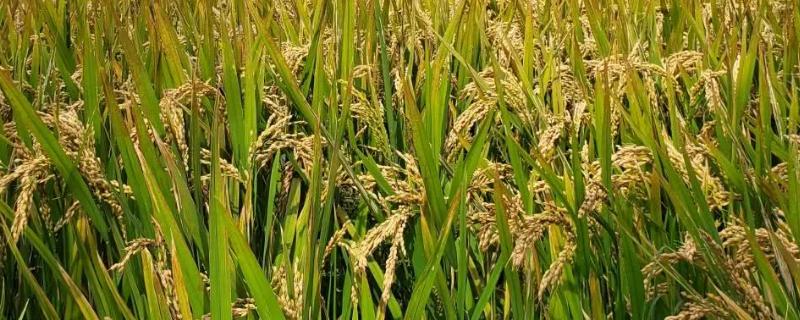 腾两优1818水稻种子简介，每亩插足8－10万基本苗