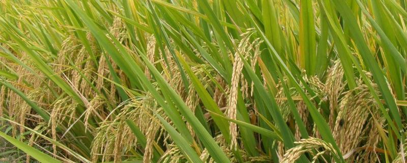 中嘉8号水稻种子特点，全生育期158.7天