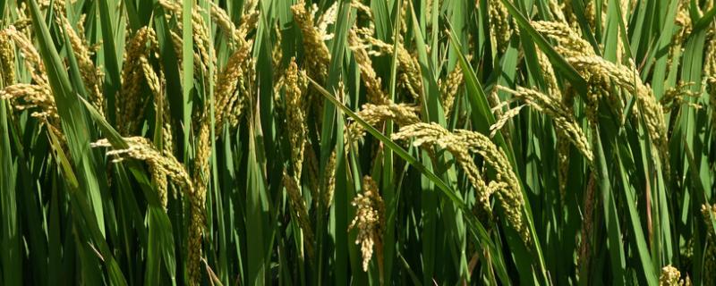 两优6378水稻种子特点，大田栽插密度4×6或4×8寸