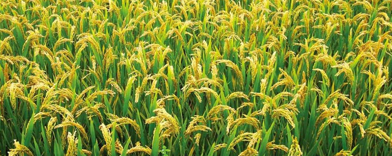 宜优1611水稻种子介绍，籼型三系杂交水稻品种