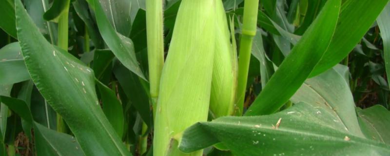 先玉1715玉米品种的特性，种植密度每亩4000株左右