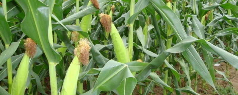FH886玉米种子介绍，适宜密度4500株/亩