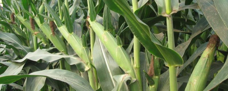 糯特娇玉米品种简介，注意防治病虫害