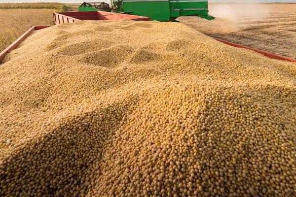 中黄212大豆品种简介，适宜密度1.5万株/亩左右