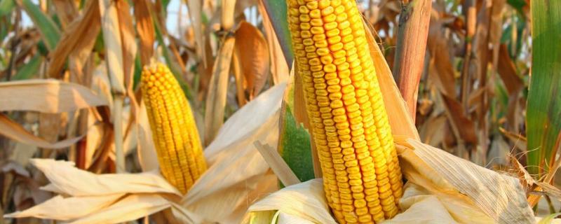 鑫希望678玉米品种简介，适宜密度为4500株/亩左右