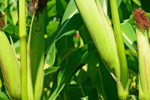 登海518玉米品种的特性，适宜密度为5000株/亩左右