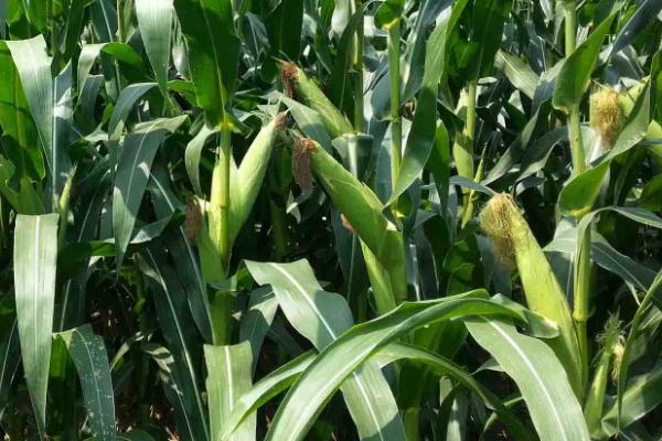 登海518玉米品种的特性，适宜密度为5000株/亩左右